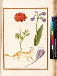 Ranunkel, Fingerhut, Herbstzeitlose und ein Leopard